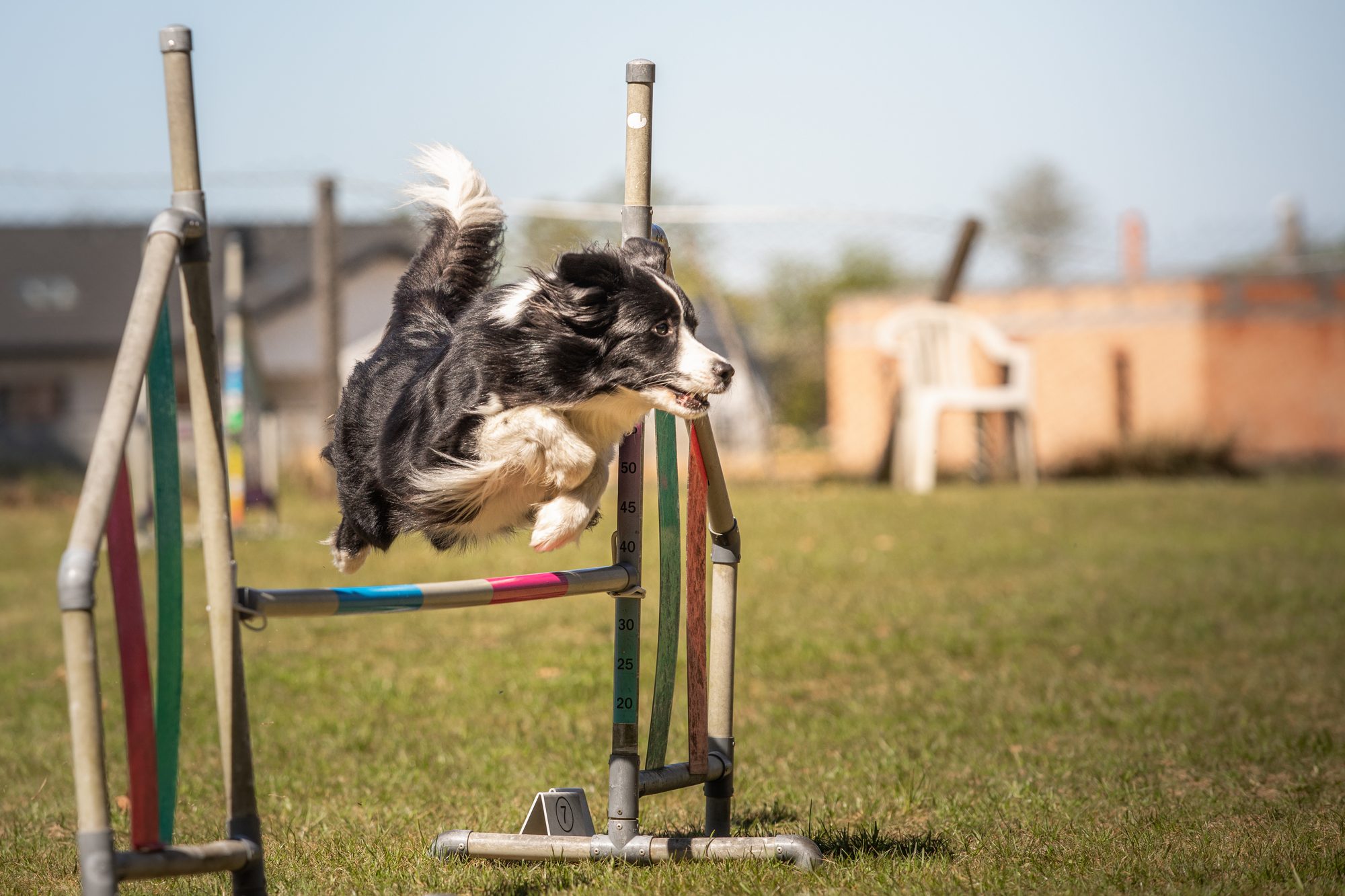 Pies w skoku nad przeszkodą na torze agility