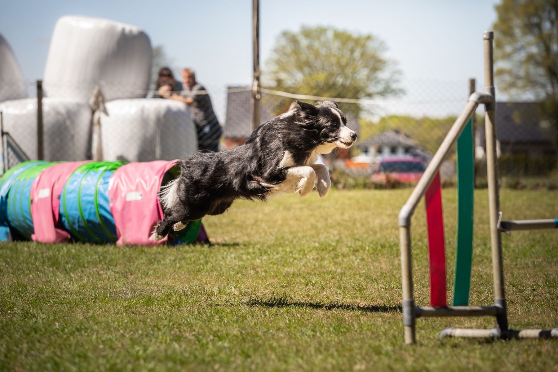 Kolorowy tor agility z przeszkodami